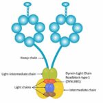 Exploring neurons' molecular highways: how a key protein regulates neuronal health