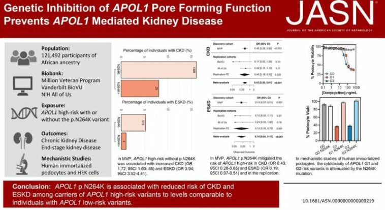 Kidney disease gene found to also have a protective mutation