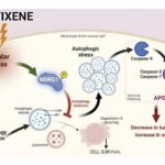 Metixene identified as a promising breakthrough in the treatment of metastatic brain cancer