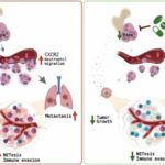 Neutrophil PAD4: How does it function in cancer beyond promoting NETosis?