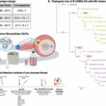 Next-generation influenza B vaccines provide broad and long-lasting protection against flu viruses in preclinical tests