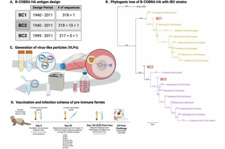 Next-generation influenza B vaccines provide broad and long-lasting protection against flu viruses in preclinical tests