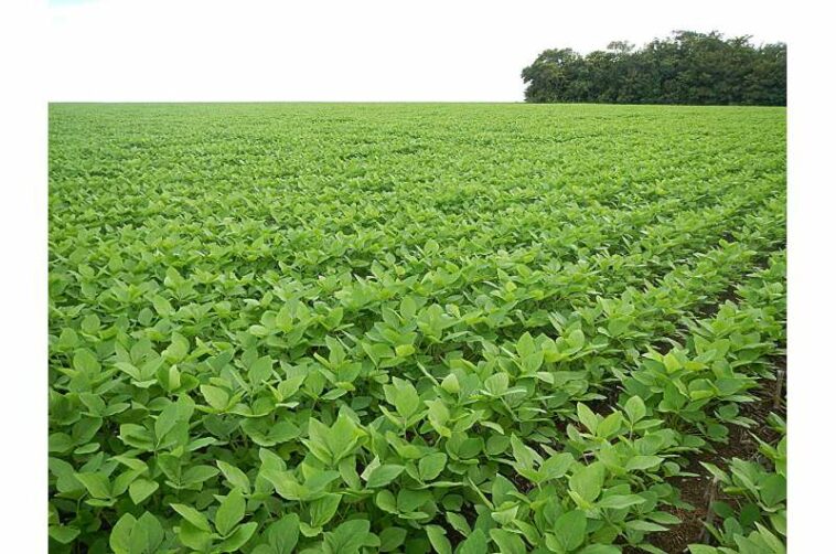 Soy expansion in Brazil linked to increase in childhood leukemia deaths