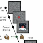 Study shows that attractor dynamics in the monkey prefrontal cortex reflect the confidence of decisions