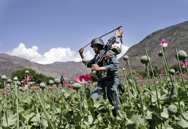 Afghan farmers lose income of more than $1 billion after the Taliban banned poppy cultivation