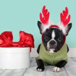A dog with reindeer headband on, sitting next to a present box