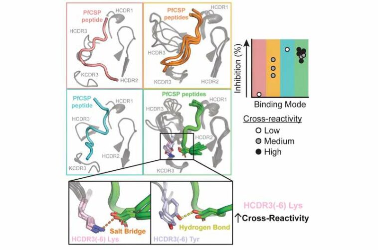 New hope for fighting malaria: Decoding human antibodies