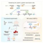 Reactivating silenced fetal hemoglobin genes could counter sickle cell–related diseases