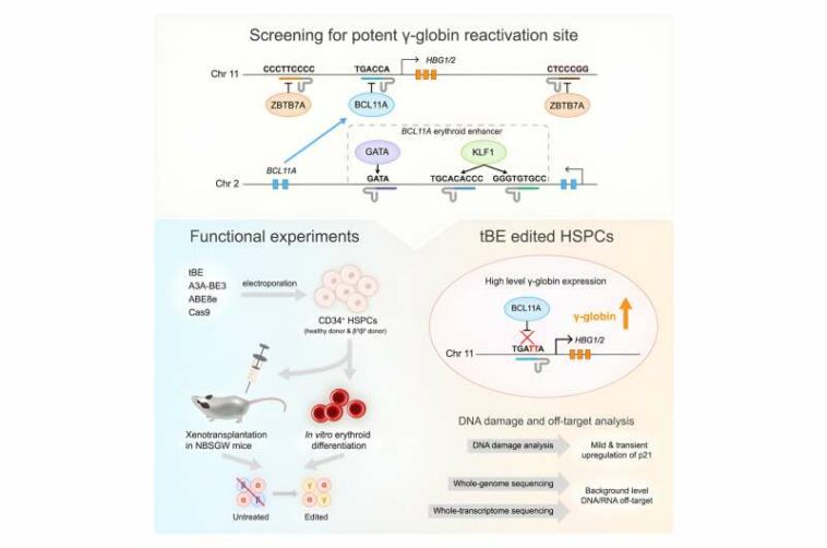 Reactivating silenced fetal hemoglobin genes could counter sickle cell–related diseases