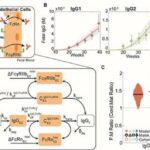 Biomedical engineers unveil the dynamics of maternal immune responses