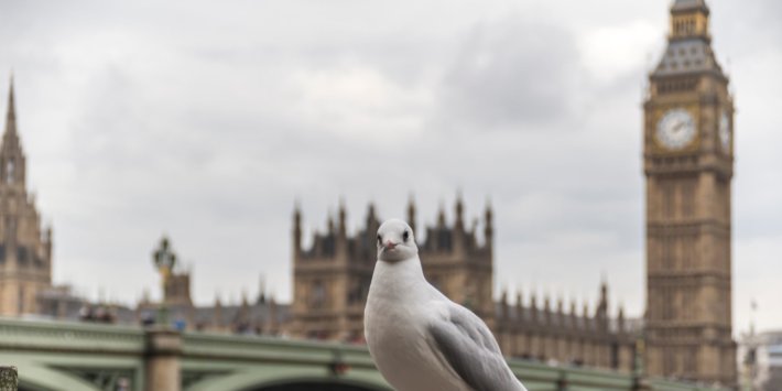 Commons Has Spent Over £50,000 Ridding Parliament Of Pests