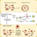 Finding and targeting a tumor's sweet spot to eradicate aggressive form of leukemia