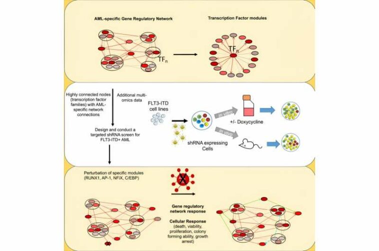 Finding and targeting a tumor's sweet spot to eradicate aggressive form of leukemia