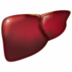 liver