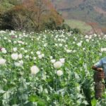 Myanmar overtakes Afghanistan as world’s top opium producer