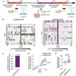 New gene therapy could significantly reduce seizures in severe childhood epilepsy