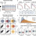 New research paints a dynamic picture of how we respond to high or low oxygen levels