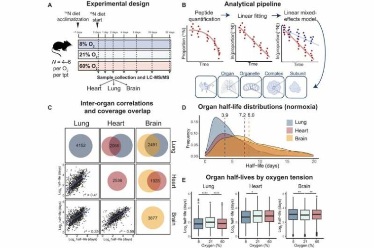 New research paints a dynamic picture of how we respond to high or low oxygen levels