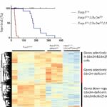 Prof. Yi Sun's team found the functional compensation between Ube2m-Rbx1 and Ube2f-Sag axes of the neddylation-CRLs in Treg cells