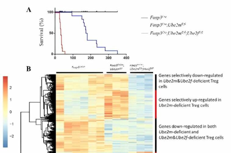 Prof. Yi Sun's team found the functional compensation between Ube2m-Rbx1 and Ube2f-Sag axes of the neddylation-CRLs in Treg cells