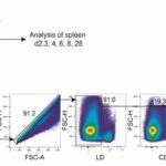 Scientists solve 18-year-old mystery and find the once-elusive source of a critical T cell population