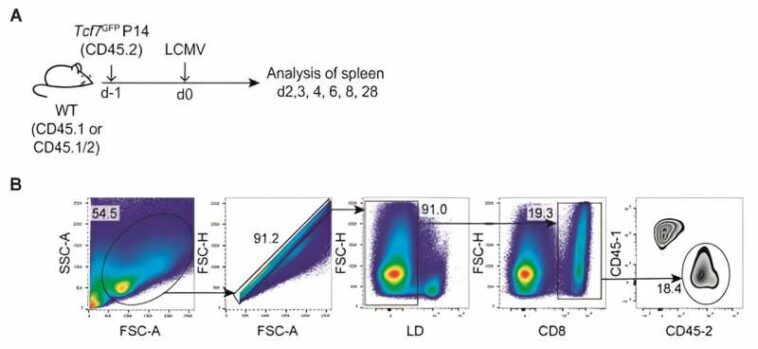 Scientists solve 18-year-old mystery and find the once-elusive source of a critical T cell population