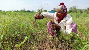 CPI inflation for farm workers, rural labourers fell in May