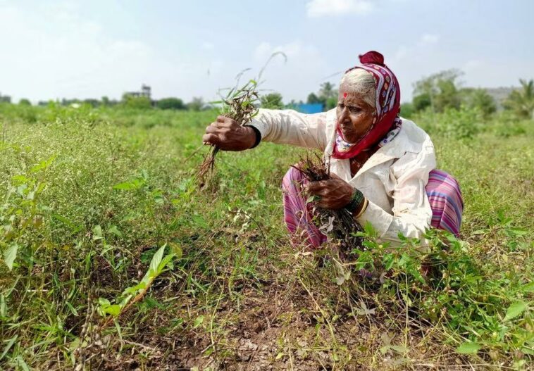 CPI inflation for farm workers, rural labourers fell in May