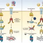 Study identifies strategy to avoid resistance to cancer therapy