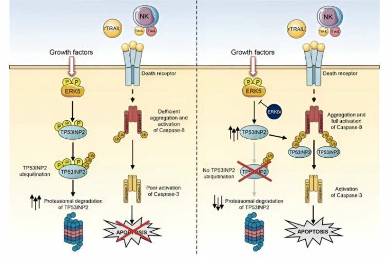 Study identifies strategy to avoid resistance to cancer therapy