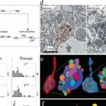 When do brains grow up? Research shows mouse and primate brains mature at same pace