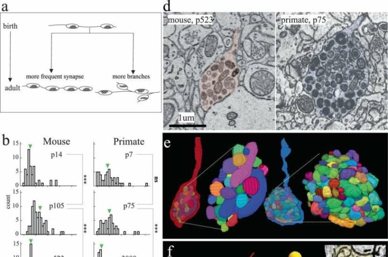 When do brains grow up? Research shows mouse and primate brains mature at same pace