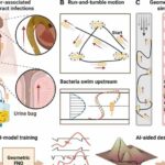 Aided by AI, new catheter design prevents bacterial infections