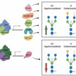 Mapping of the gene network that regulates glycan clock of ageing