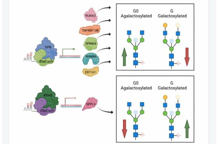 Mapping of the gene network that regulates glycan clock of ageing