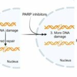 One more step toward treatment of PARP inhibitor-resistant ovarian cancers