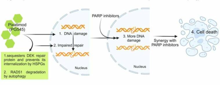 One more step toward treatment of PARP inhibitor-resistant ovarian cancers