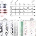 Researchers investigate why vaccines don't work as well in some older adults