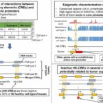 New study reveals crucial 'housekeeping' genetic elements and their potent role to fight cancer