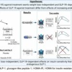 Study shows liraglutide results in increased insulin sensitivity independent of weight loss