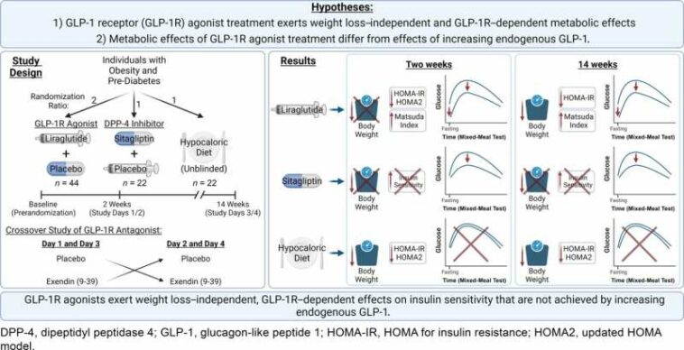 Study shows liraglutide results in increased insulin sensitivity independent of weight loss