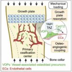 YAP and TAZ: Protein partners identified as potential key for fetal bone development