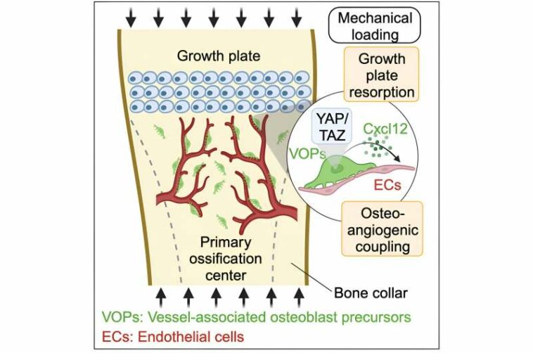 YAP and TAZ: Protein partners identified as potential key for fetal bone development