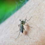 malaria