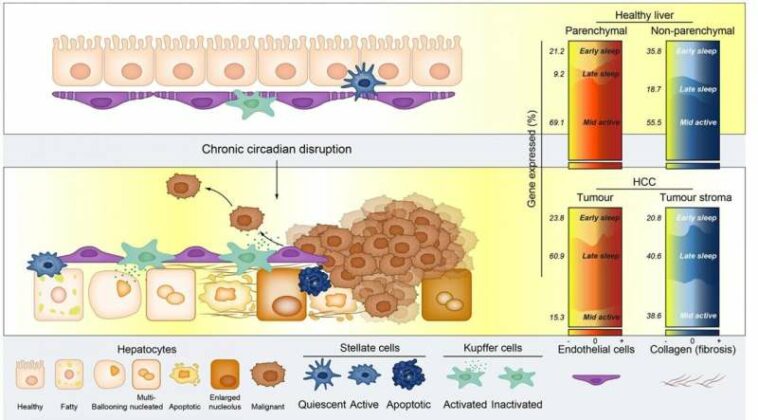 Chronic jet lag leads to human liver cancer in a mouse model