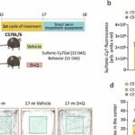 How do we age?: Detecting senescent cells in urine