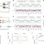 Neuroscientist uses AI to map learning, decision-making, to discover how brains work