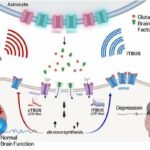 Revolutionary brain stimulation technique shows promise for treating brain disorders