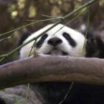 Reigniting panda diplomacy: China to send a pair of pandas to San Diego Zoo