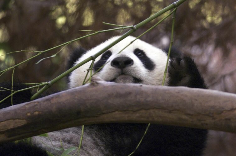 Reigniting panda diplomacy: China to send a pair of pandas to San Diego Zoo